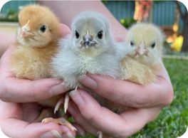 image of chickens